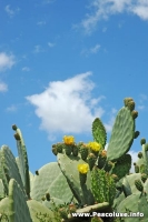 Natura del salento