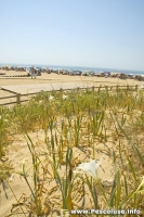 dune a pescoluse e natura