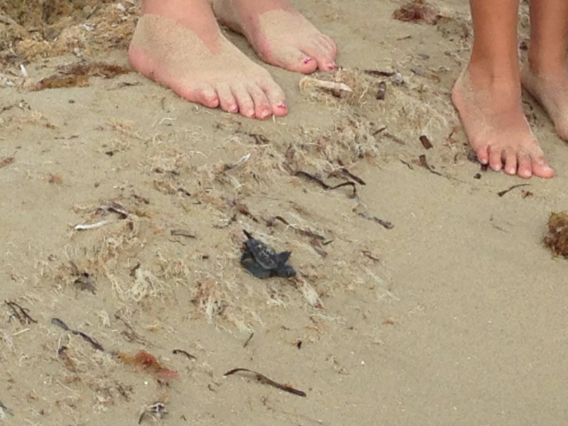 spiaggia-marina-di-salve-tartaruga-nata