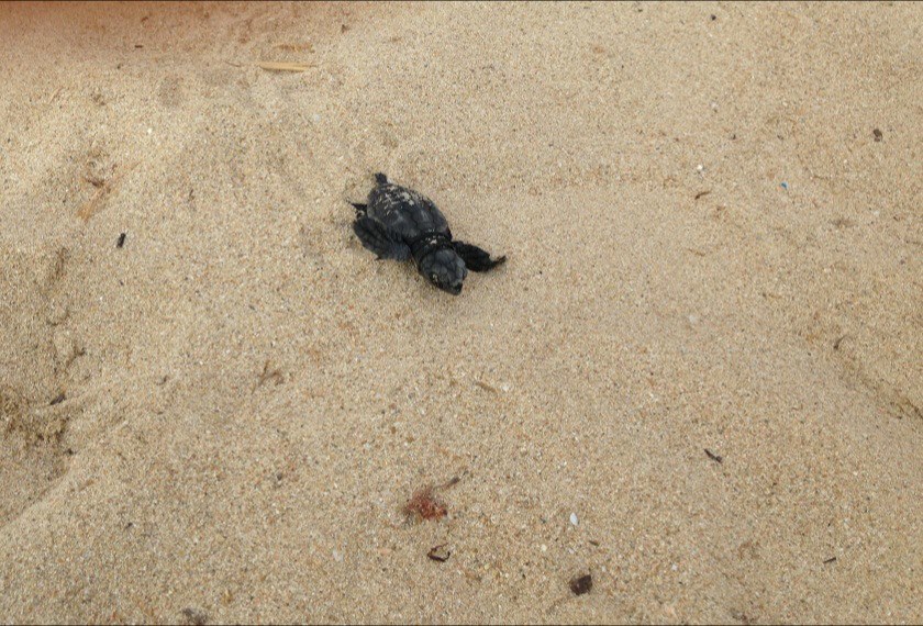 tartaruga-appena-nata-nel-salento