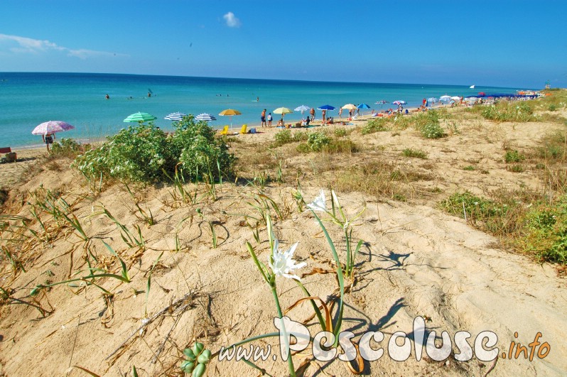 gigli-spontanei-sulle-spiagge-di-pescoluse