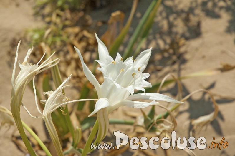 giglio-in-fiore-pescoluse-spiaggia