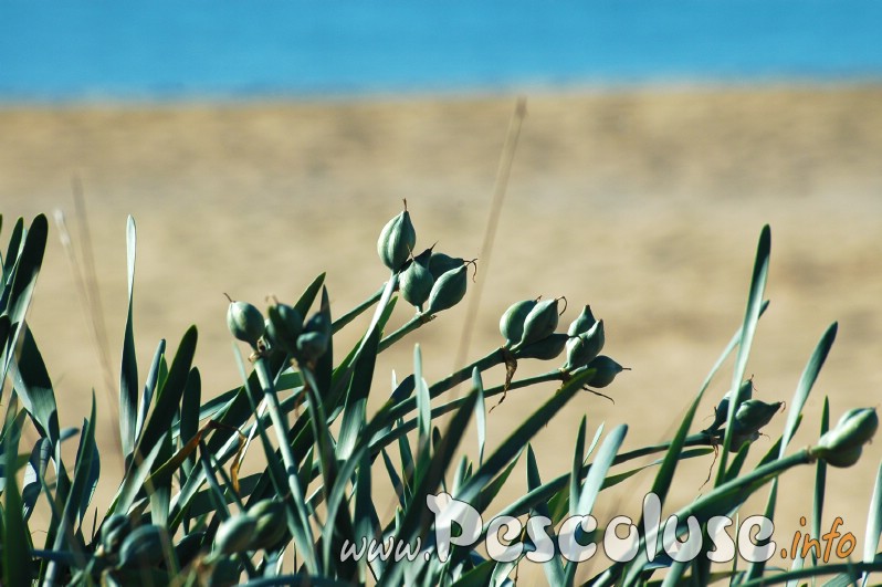 i-gigli-prima-della-fioritura-in-spiaggia