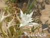 giglio-in-fiore-pescoluse-spiaggia