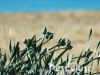 i-gigli-prima-della-fioritura-in-spiaggia