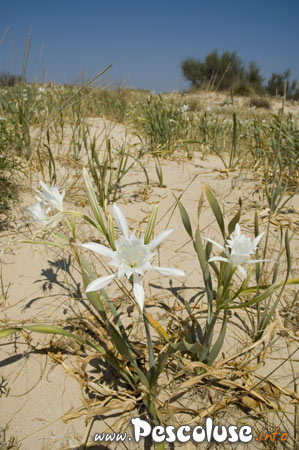 Il Giglio Bianco di Pescoluse