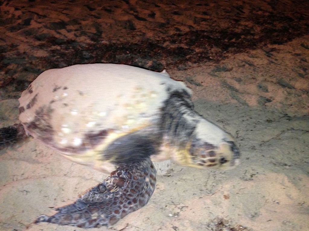 La Tartaruga Caretta Caretta sulla spiaggia di Pescoluse